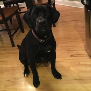 Meet your Posher, Steve